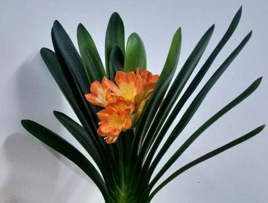 君子兰（掌握正确的晒太阳方法，让君子兰更健康成长）