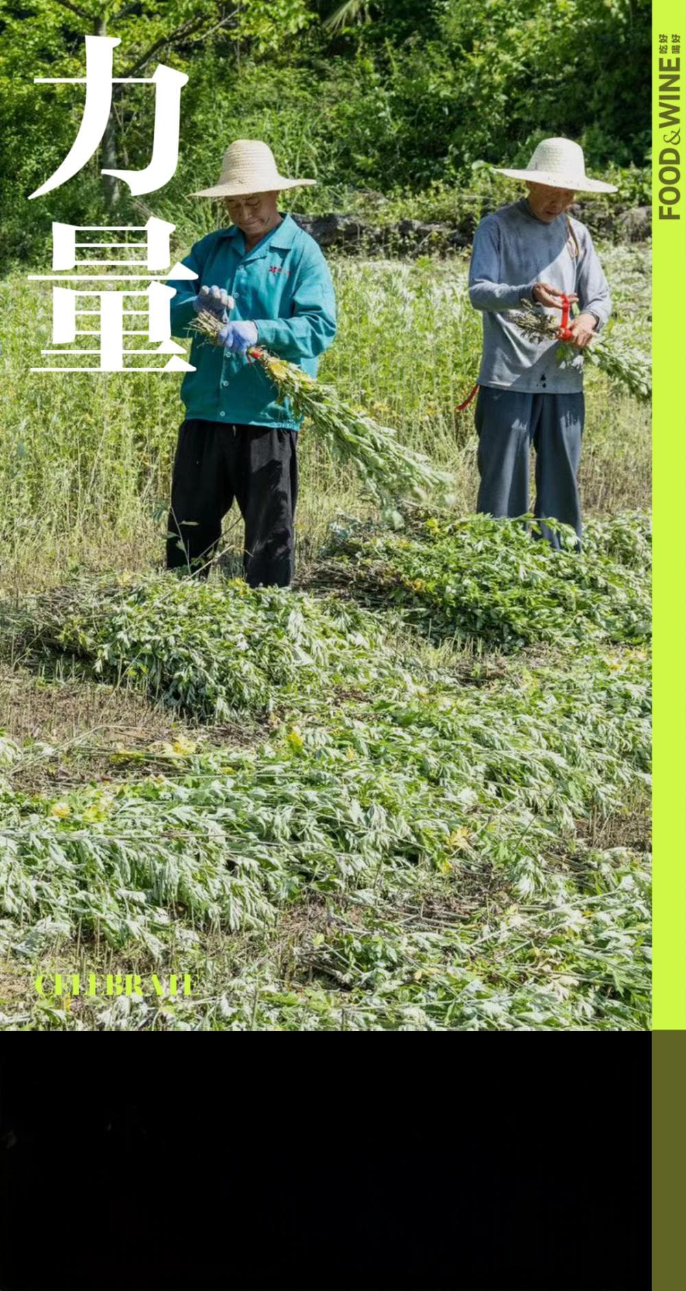 来自艾草的神秘力量，你一无所知