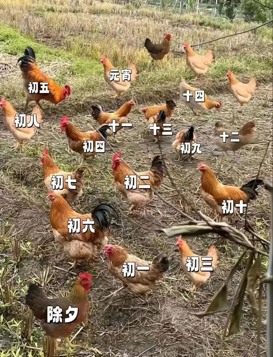 过年吃鸡，化州人是这样的....