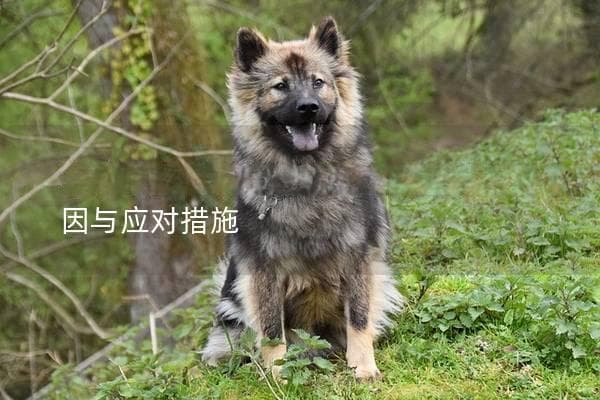 狗狗便血是怎么回事？了解可能的原因与应对措施