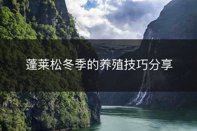 蓬莱松冬季的养殖技巧分享