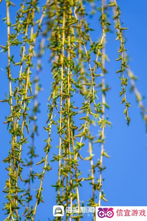 柳芽是哪个季节,柳芽初绽春时节