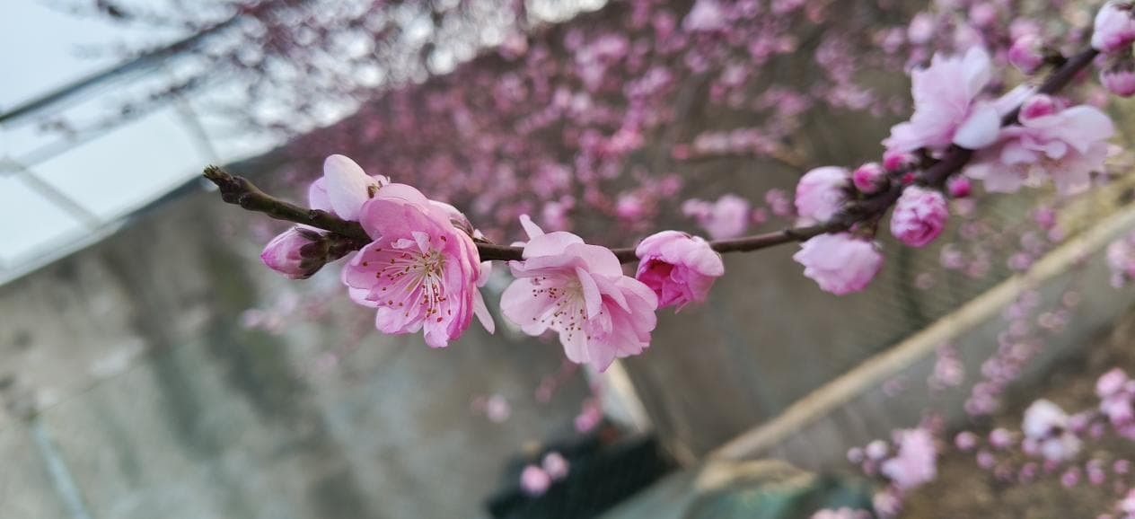 桃花冬眠密码破译：科学家绘制果树“生物钟”调控图谱