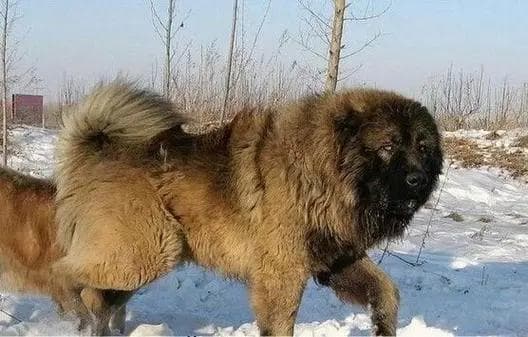 高加索犬：源自苏联的忠诚守护者