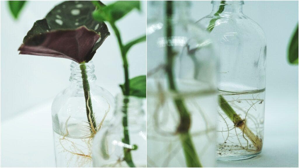 水培植物入门指南：15种适合室内种植的植物推荐
