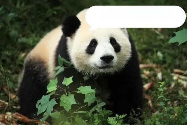 揭秘“熊猫”之名：从“食铁兽”到“国宝”