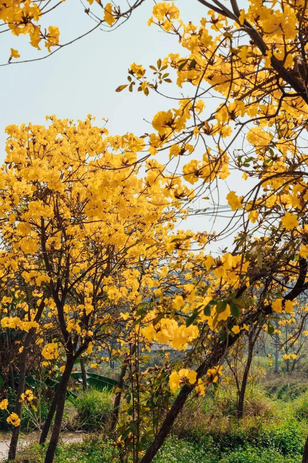黄花风铃木：一树黄花醉人眼 微风轻拂落缤纷