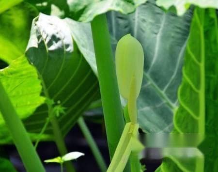 9张海芋（滴水观音）花卉图片