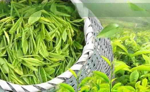 万马奔腾：一首展现草原魅力的中国民乐经典