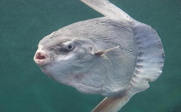 日本下关市水族馆翻车鱼因闭馆停食，假人陪伴助其恢复