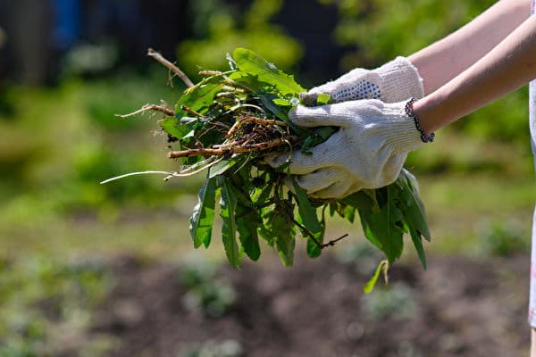 自制7种天然除草剂：园艺维护好帮手，快速有效！