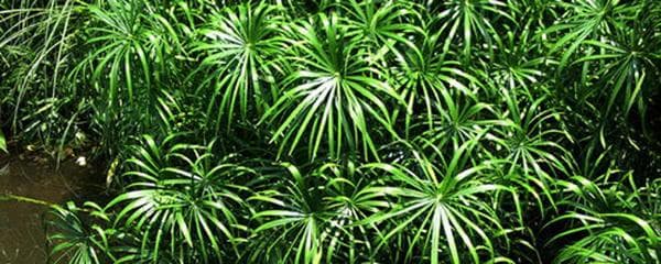 水竹怎么养才能更旺盛（了解水竹的正确养法）
