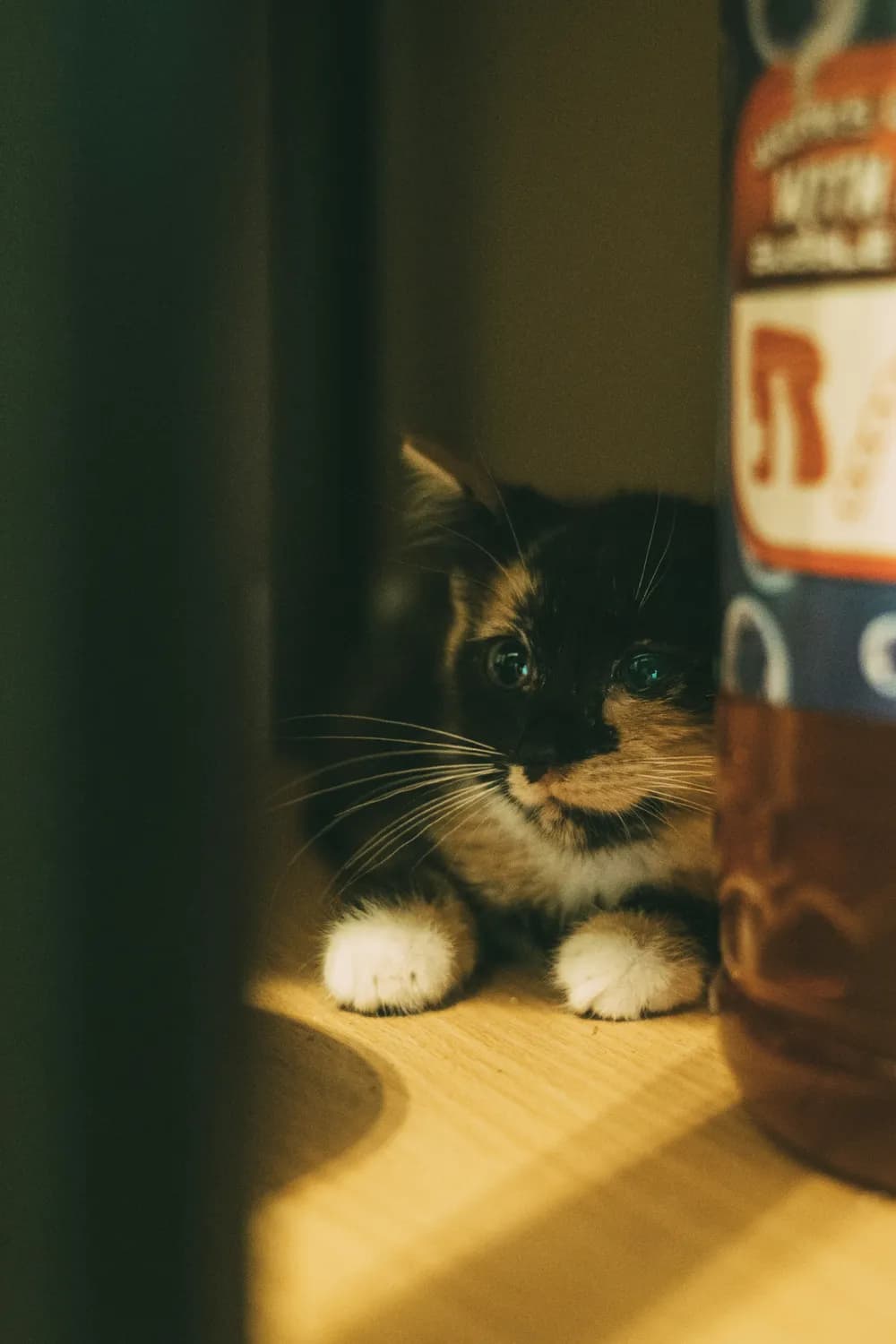 猫咪吃爆米花竟然是这样危险的事！