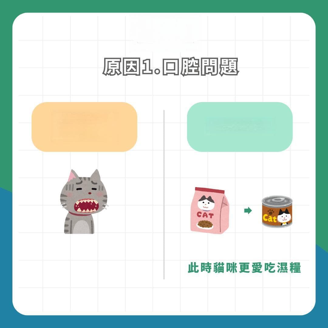 身体发出警讯！为什么猫咪不想吃饭？4种常见原因及改善方法
