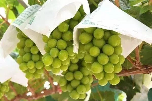 盘点：热门葡萄品种及市场前景！