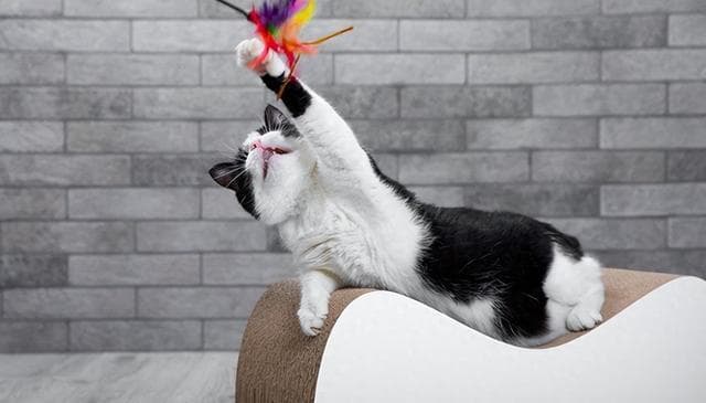 让猫咪开心！4个简单游戏方法，让你的猫咪情绪高涨