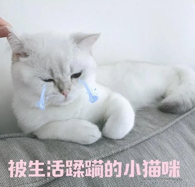 长假将至，猫咪寄养还是带回家？这些注意事项留心了！