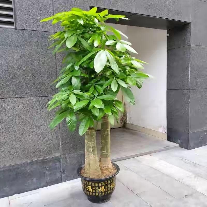 养好发财树的7个关键要点：从种植到养护的全面指南