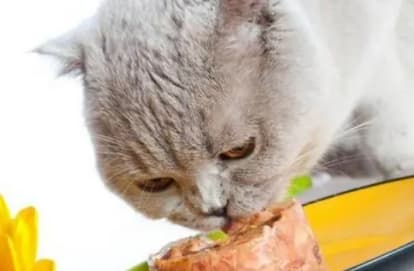 猫粮没了怎么办？5种临时替代方案及制作方法