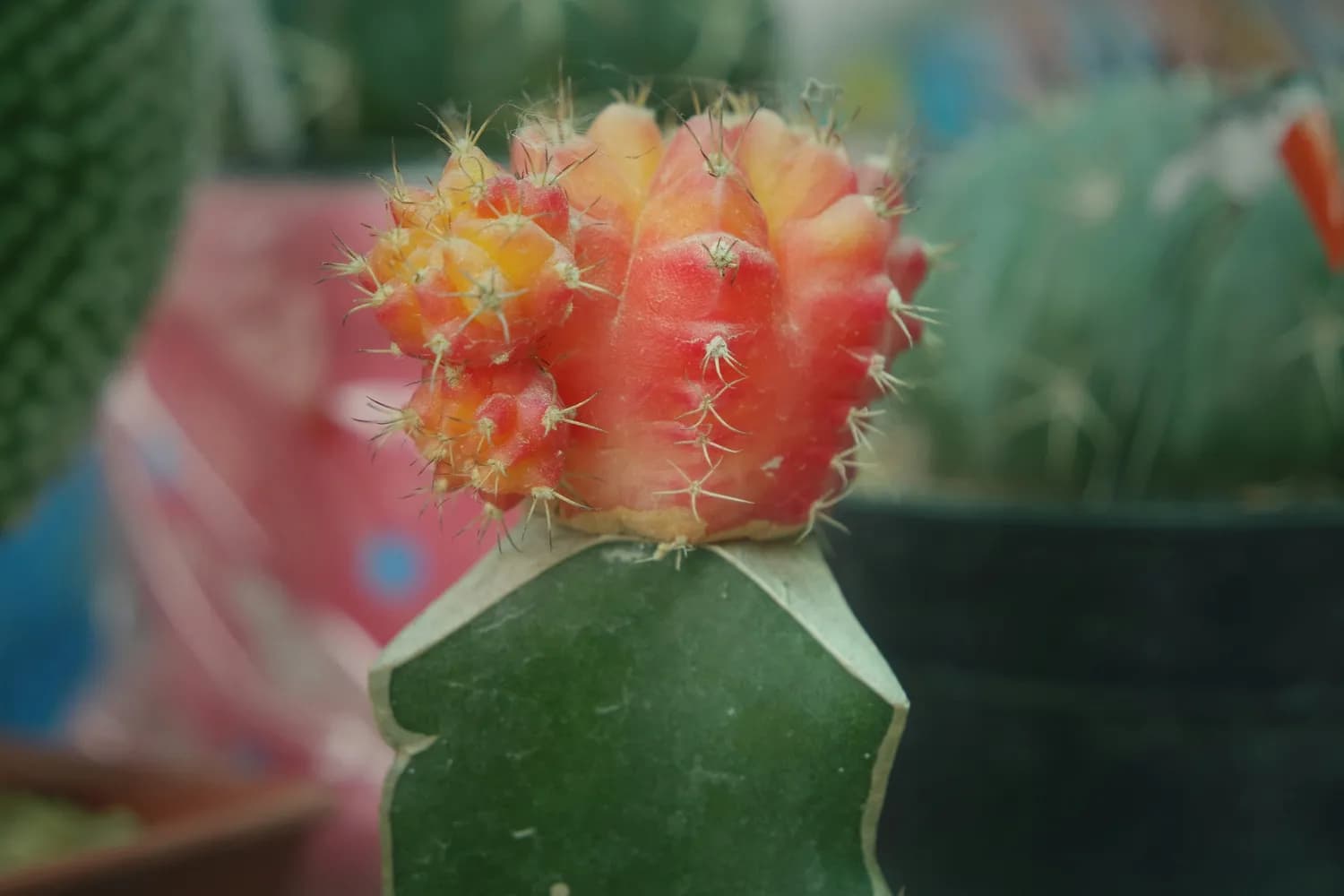 脱不花教你如何在单身生活中实现自我成长