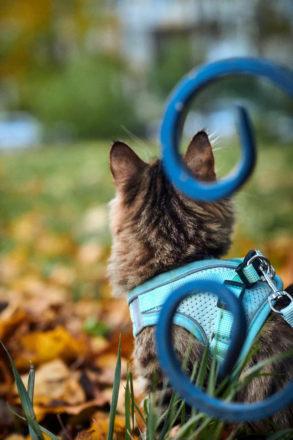 猫咪户外探险，小心这些坑！
