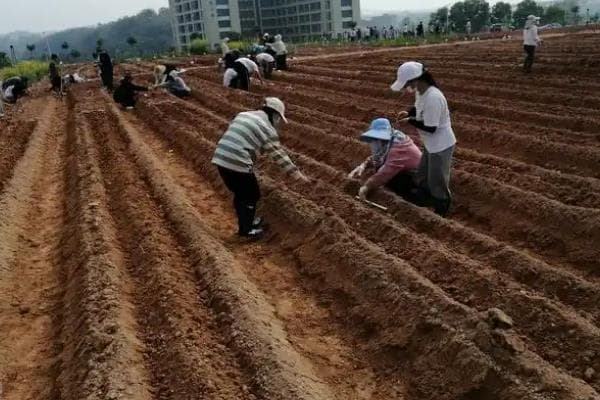 甘蔗种植技术详解：从整地到病虫害防治的关键环节