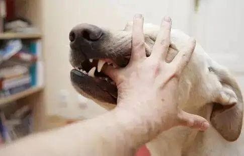 绍兴狂犬病疫苗接种量激增：一个月接种326针，专家提醒及时接种