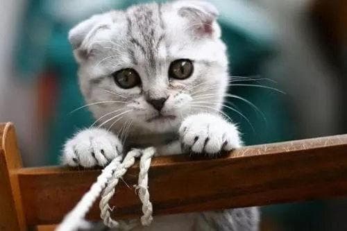 猫咪失踪？巧用猫粮香诱，轻松找回！