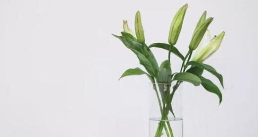 如何引导百合花醒花（教你正确的醒花技巧和注意事项）