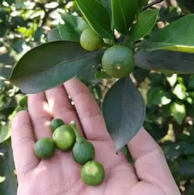 探秘中药枳实：古老智慧中的药用瑰宝