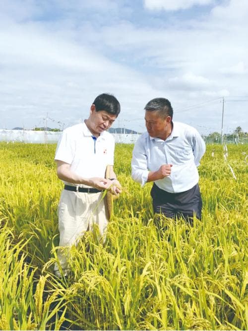 为祖国“精准设计”一颗水稻种子