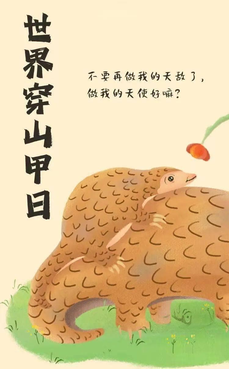 世界穿山甲日：当之无愧的“森林卫士”正面临生存危机