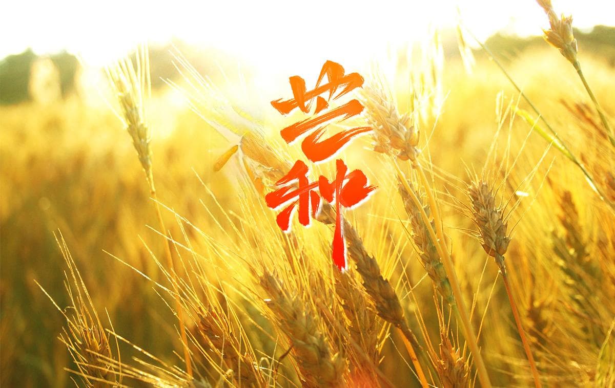 芒种时节山东多地农事忙，金银花小麦喜获丰收