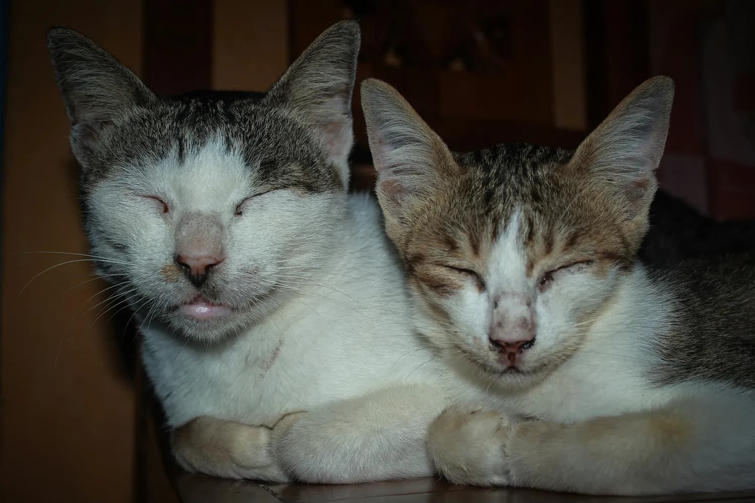 左旋赖氨酸：猫咪健康的关键营养素