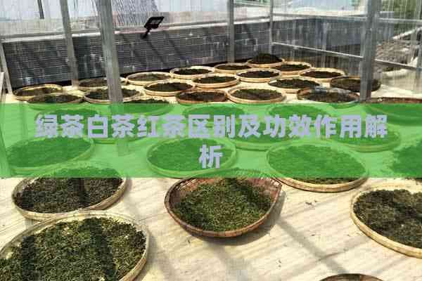 绿茶白茶红茶区别及功效作用解析