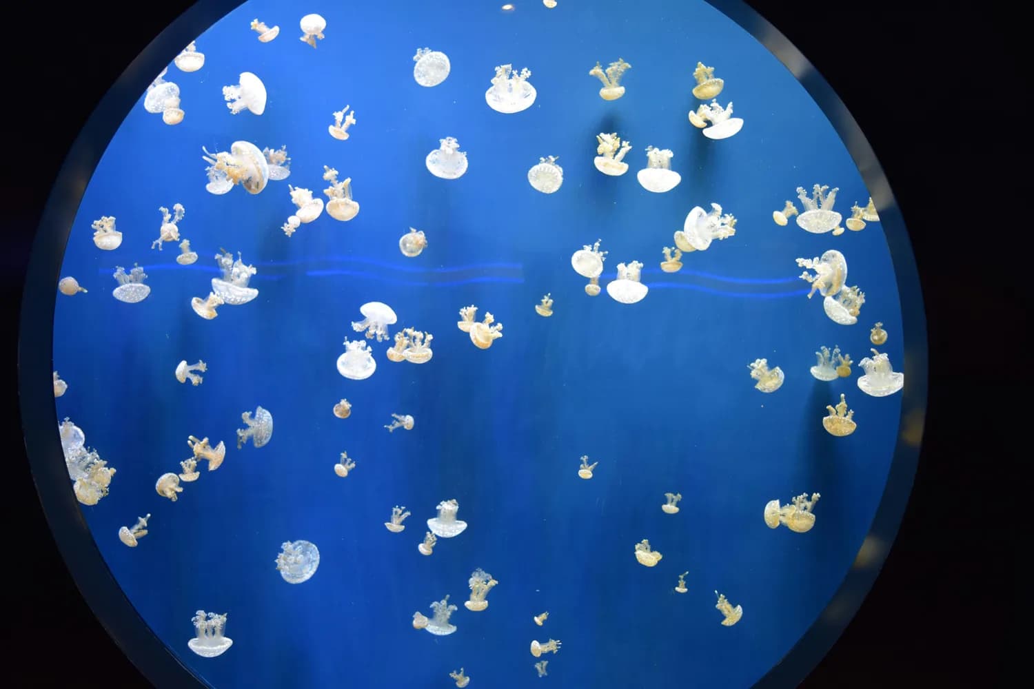 《海底小纵队·中国之旅2》带你探秘徽文化