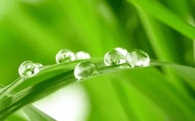 露水：从形成原理到生态意义的全面解析
