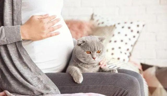 怀孕能养猫咪吗？孕期养猫咪需注意哪些细节？