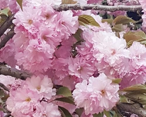樱花花语：从爱情到环保的多重寓意