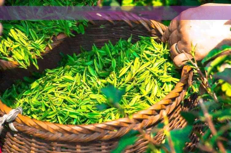 茶水变红了：原因、影响与解决方法，还能喝吗？