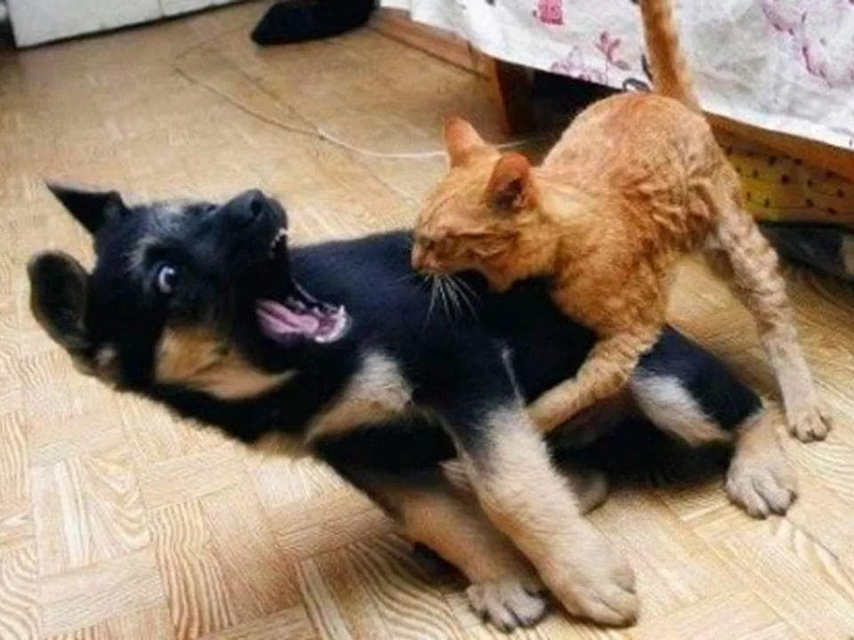 猫咪吃醋嫉妒起来有多疯狂？猫咪也会嫉妒吗？