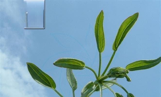 草本植物的种类和意义（探索丰富多样的草本植物世界）