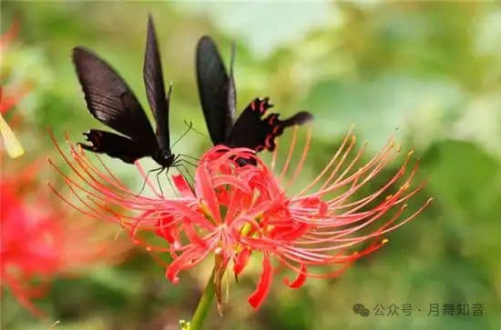 现实中真有彼岸花吗？古墓中存在这种植物吗？