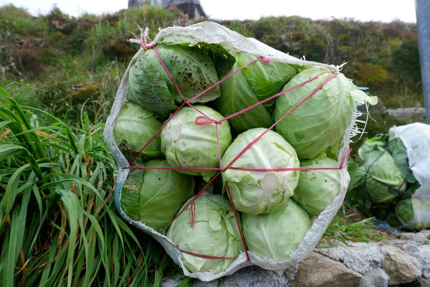 冬季必备：自制包菜干+五花肉焖煮教程