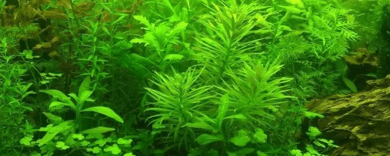 新手也能养好！十大适合水族箱的水草