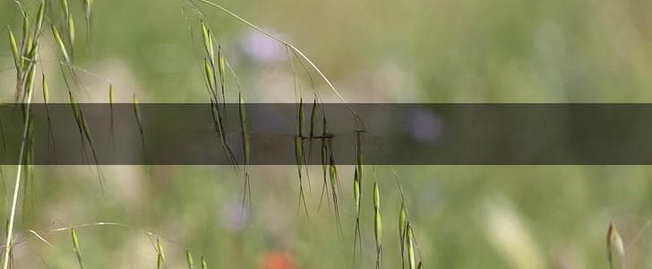 句子拆分法：复杂句理解的实用技巧