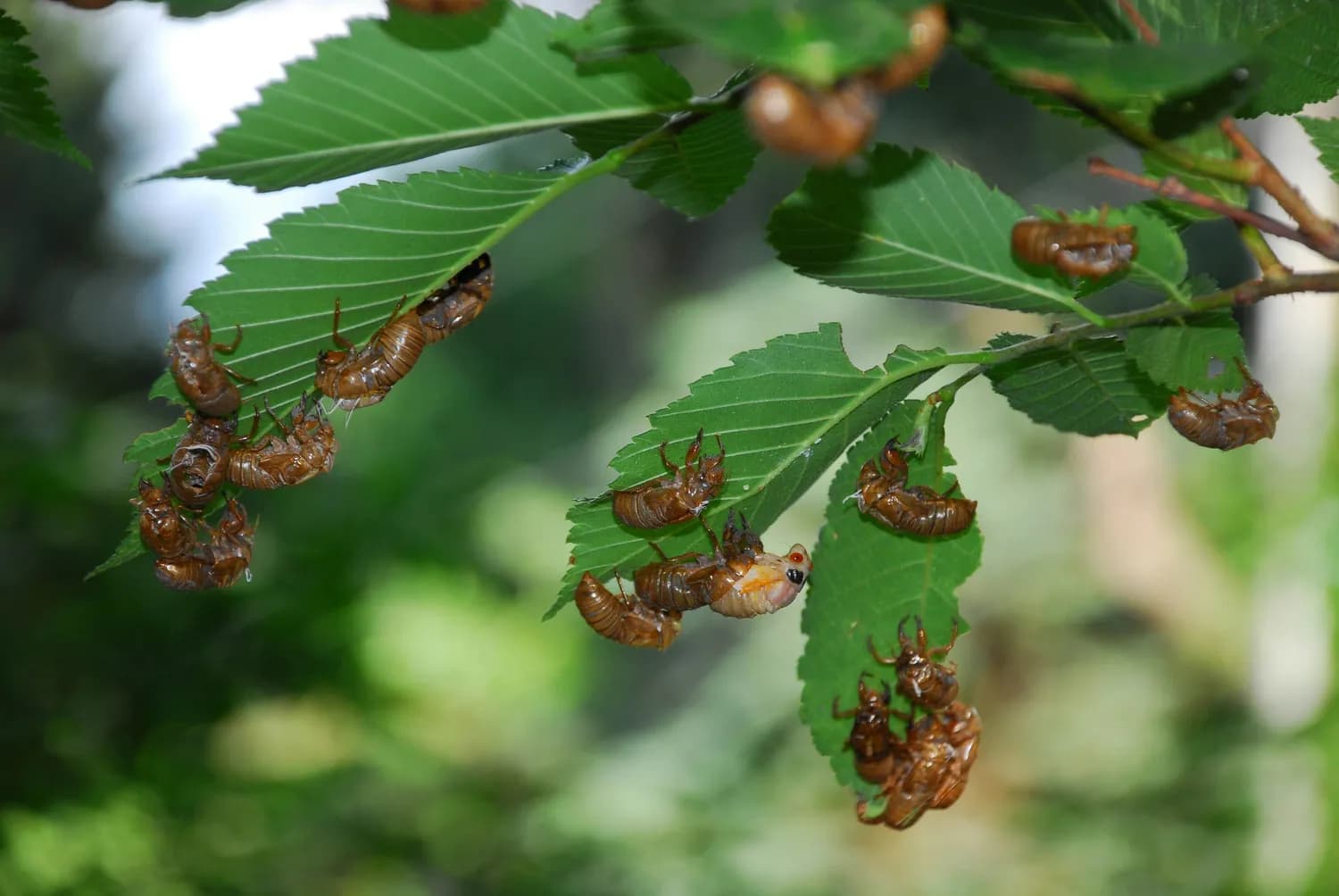 花椒包巧除米虫，天然无害又省钱