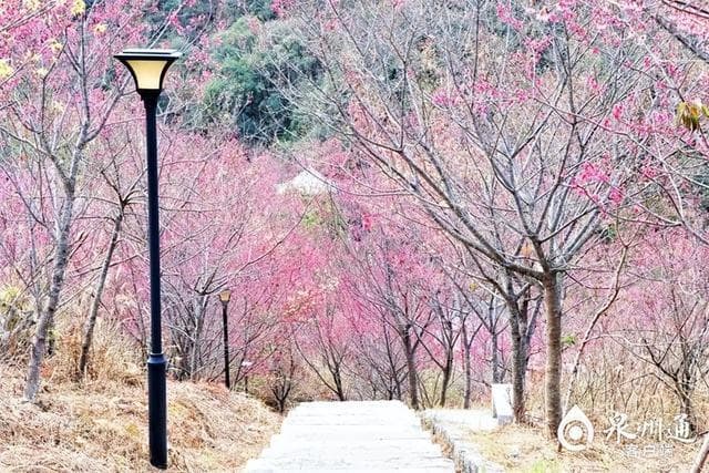 泉州樱花季：粉色浪漫之旅，邂逅春日最美风景