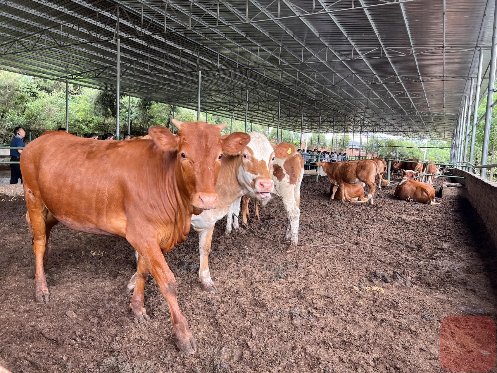 市场解码丨牛肉价格持续下行，养牛大省还“稳得起”吗？