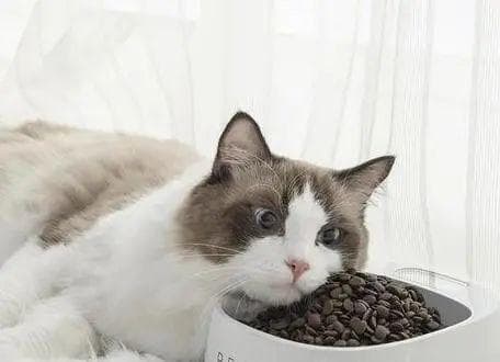 猫咪下巴黑黑的，猫咪黑下巴怎么办？